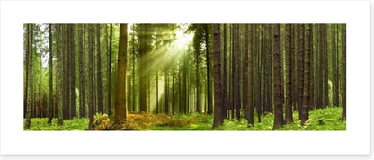Sunlight forest panorama