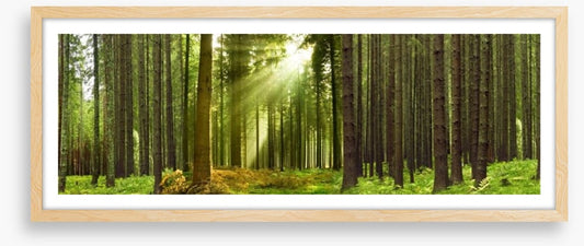 Sunlight forest panorama