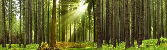 Sunlight forest panorama