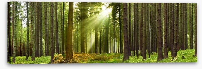 Sunlight forest panorama