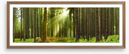 Sunlight forest panorama
