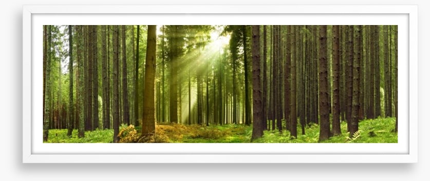 Sunlight forest panorama