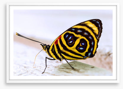Insects