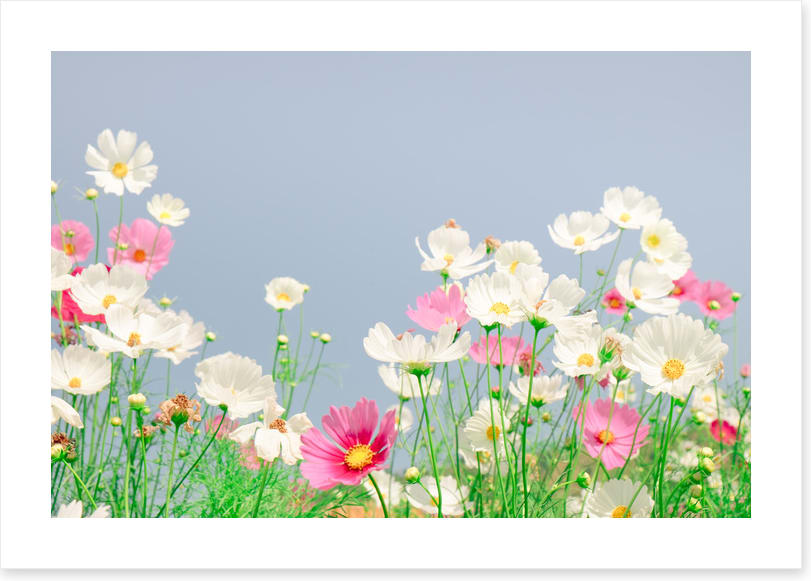 Blue sky cosmos