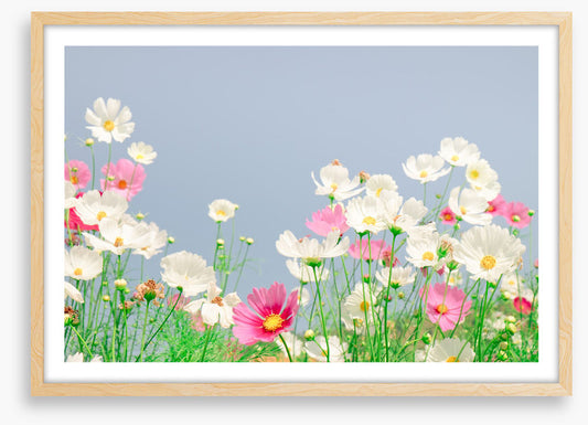 Blue sky cosmos