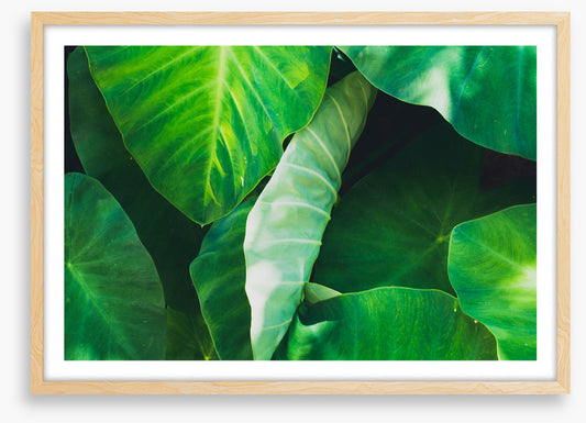 One leaf unturned