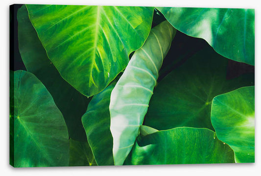 One leaf unturned
