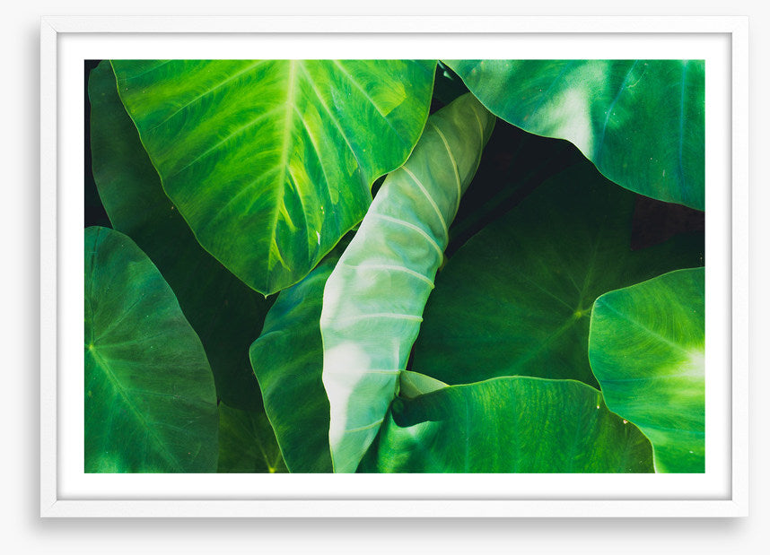 One leaf unturned