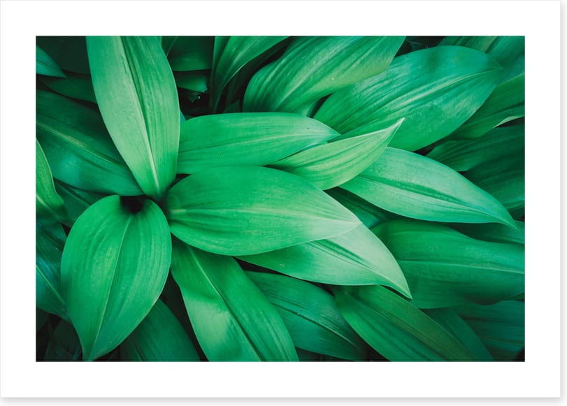 Lush leaves 1