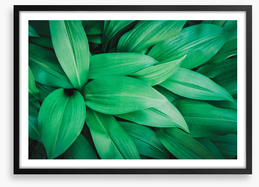 Lush leaves 1