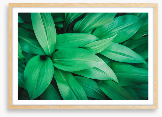 Lush leaves 1