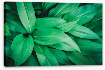 Lush leaves 1