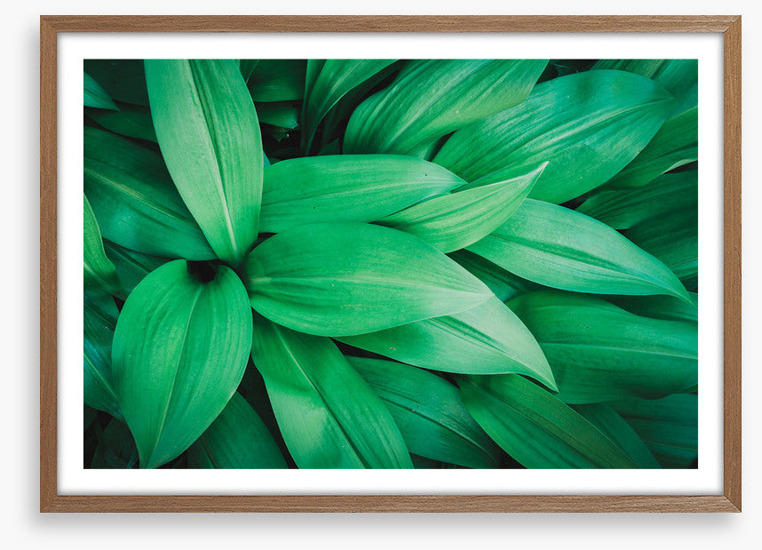 Lush leaves 1