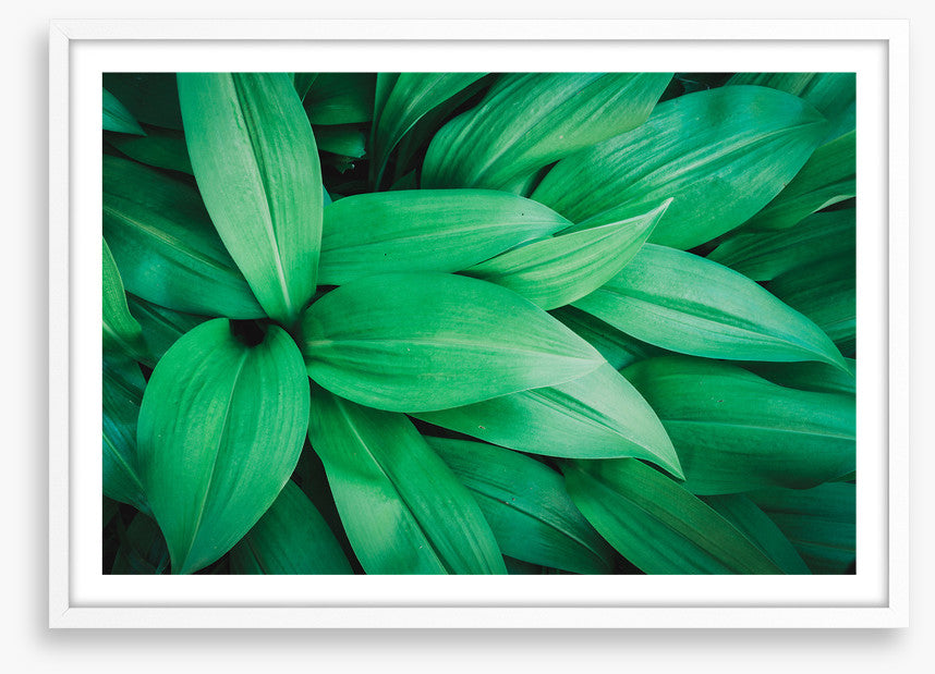Lush leaves 1