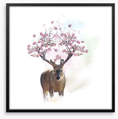Spring deer