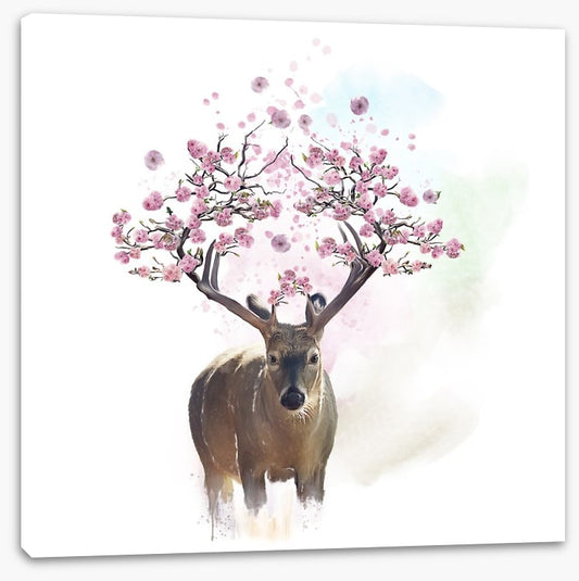 Spring deer