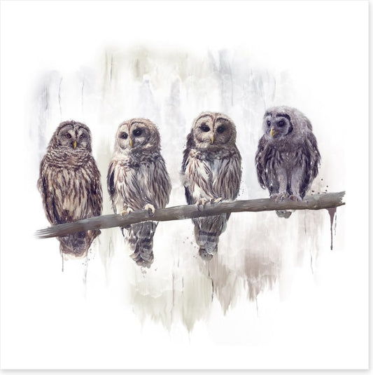 Owl rendez-vous