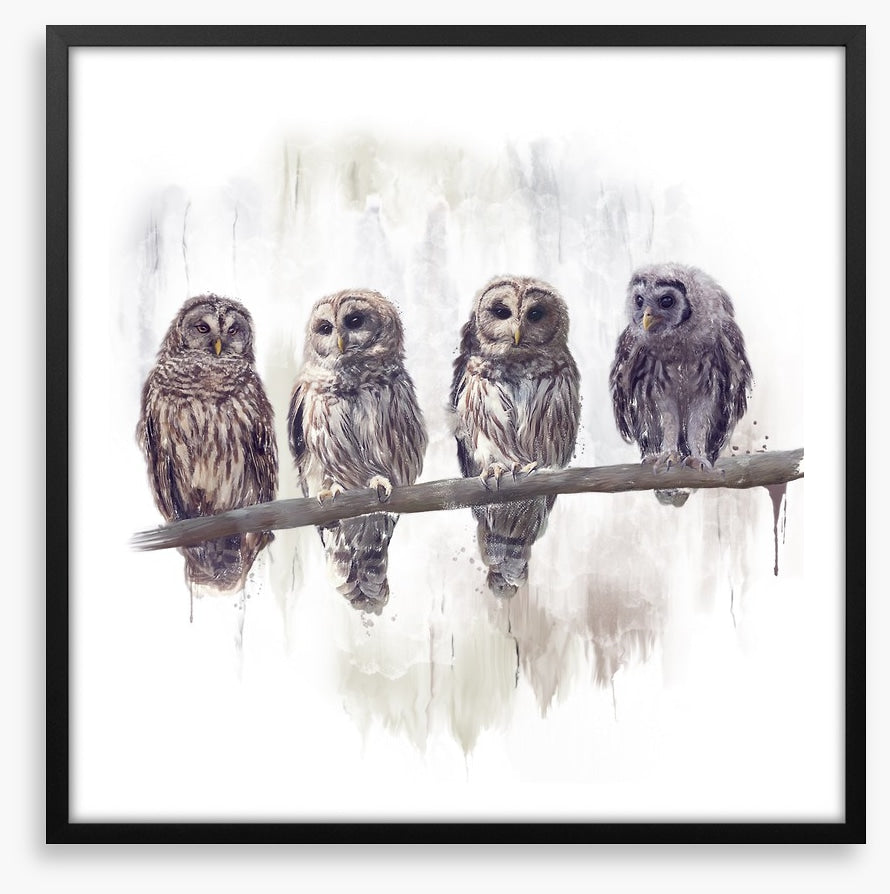 Owl rendez-vous