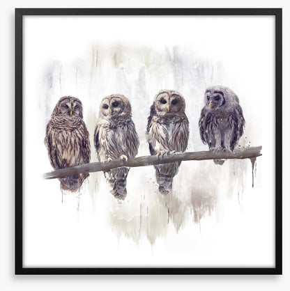 Owl rendez-vous