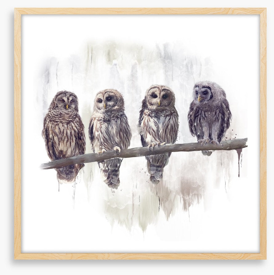 Owl rendez-vous