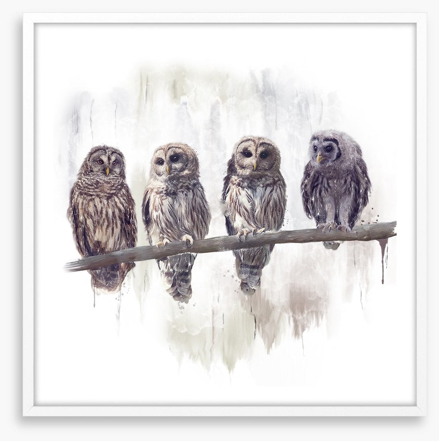 Owl rendez-vous