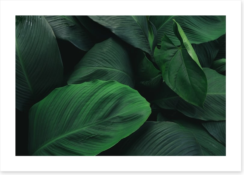 Leafy greens