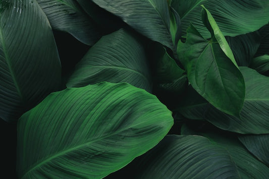 Leafy greens