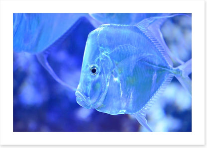 Feeling blue