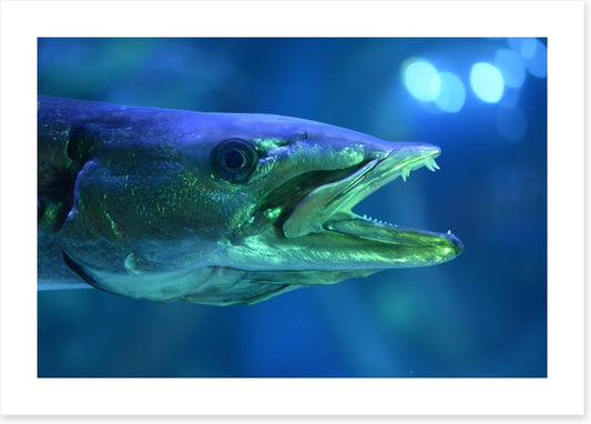 Fish / Aquatic