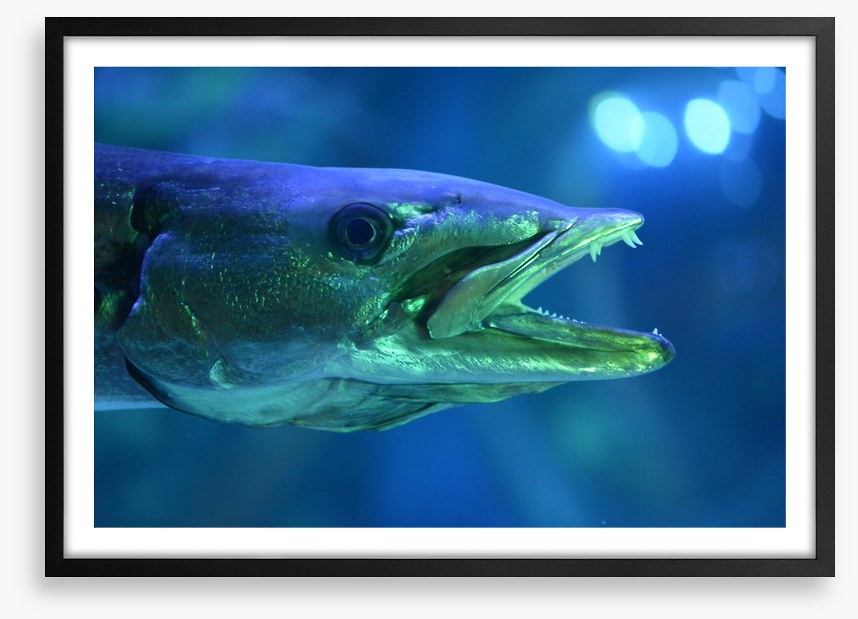 Fish / Aquatic
