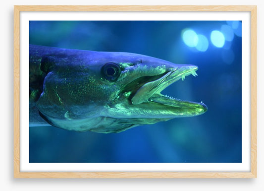 Fish / Aquatic