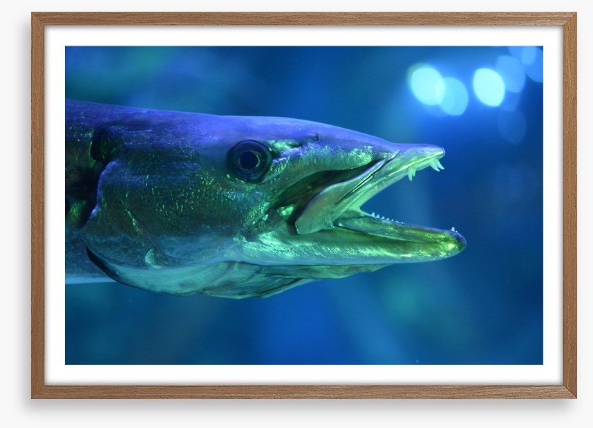 Fish / Aquatic