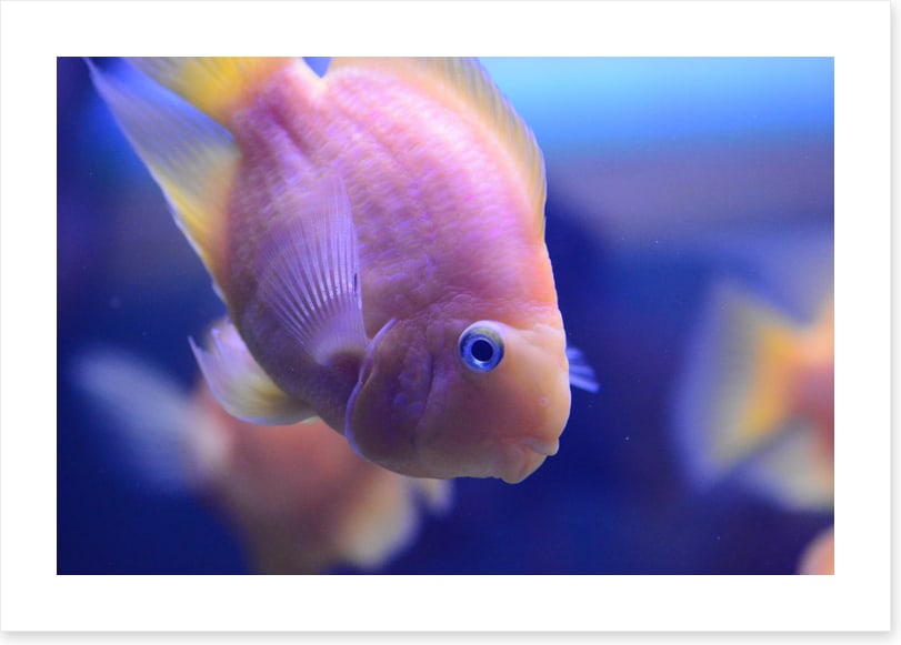 Fish / Aquatic