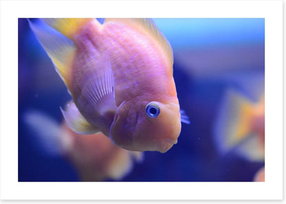 Fish / Aquatic