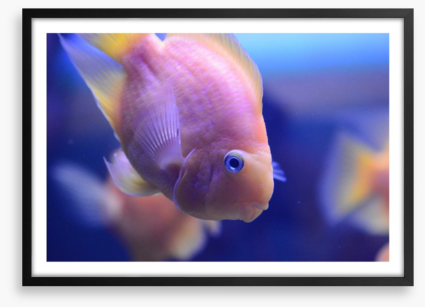 Fish / Aquatic