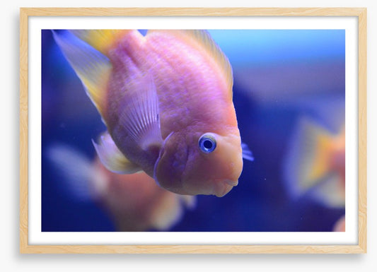 Fish / Aquatic
