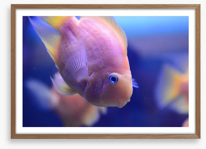 Fish / Aquatic