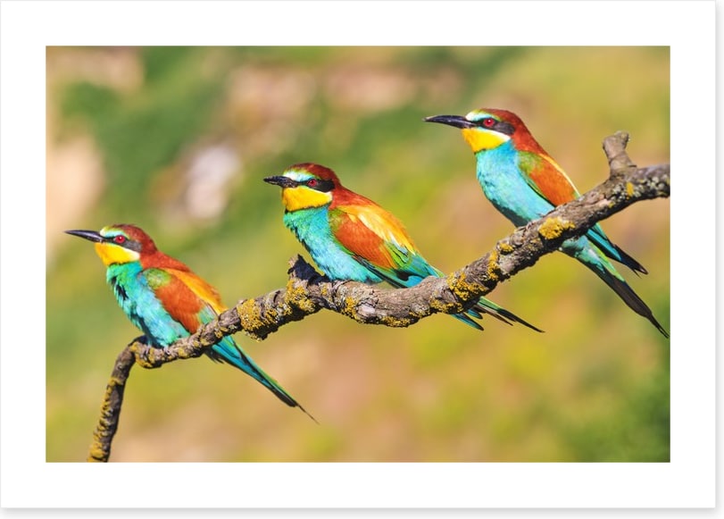 Tropical trio