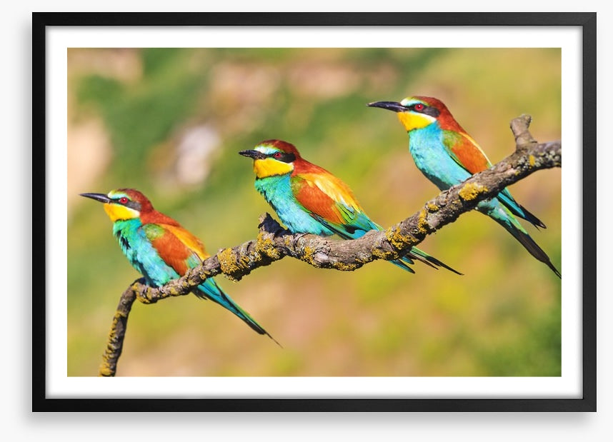 Tropical trio