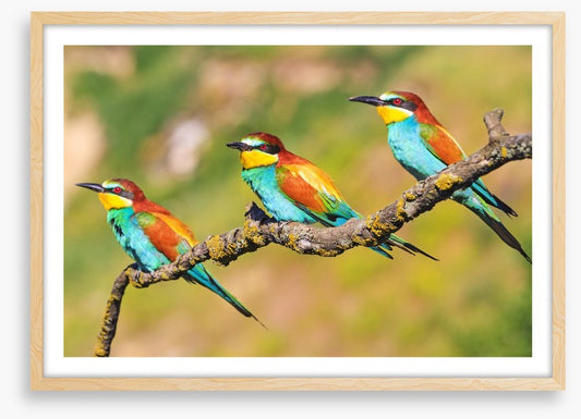 Tropical trio