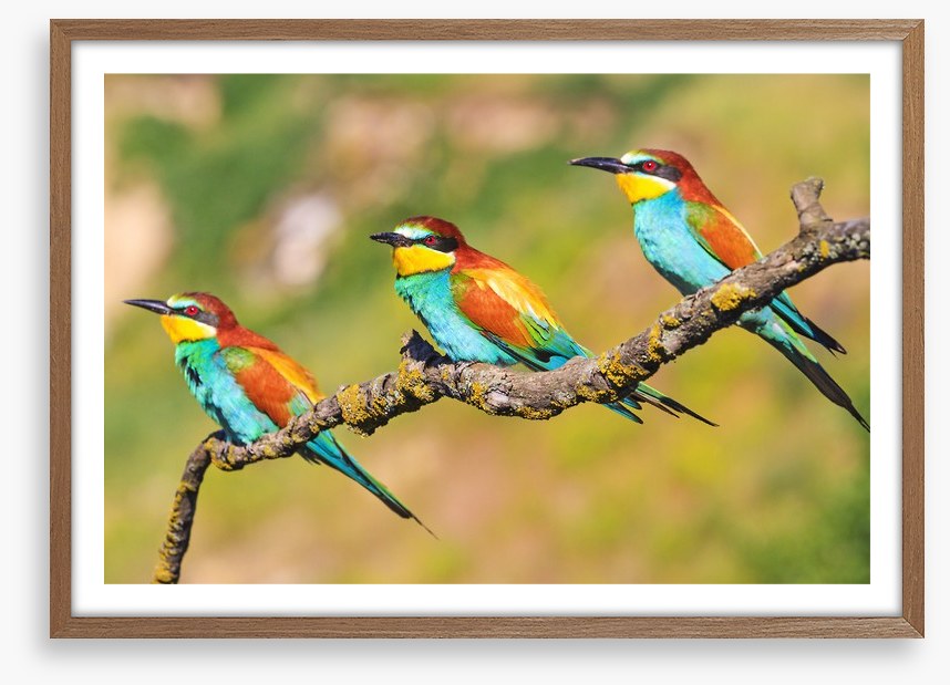 Tropical trio