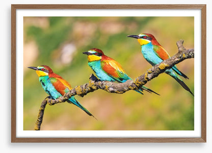 Tropical trio