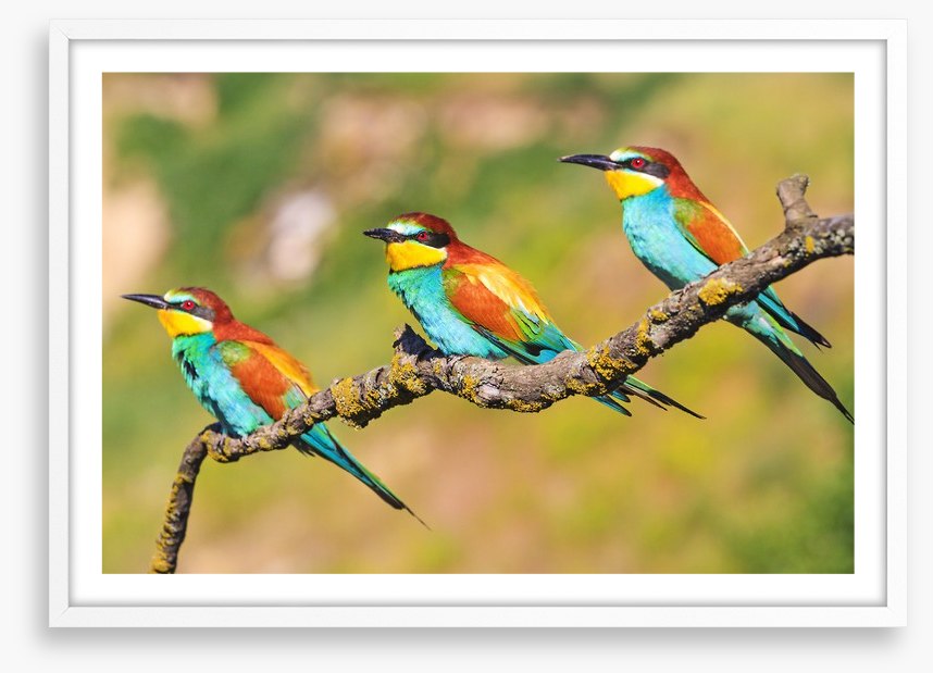 Tropical trio