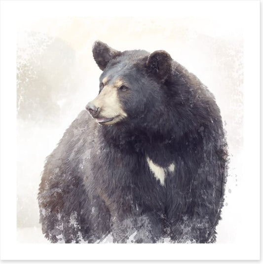 The black bear