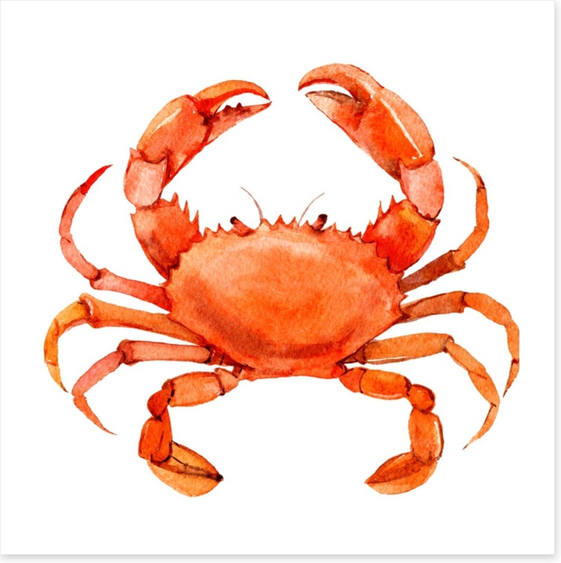 Cornish crab