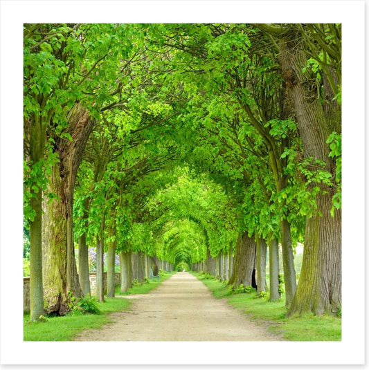 Green tree tunnel