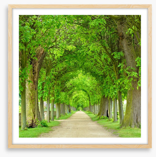 Green tree tunnel