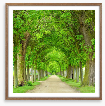 Green tree tunnel