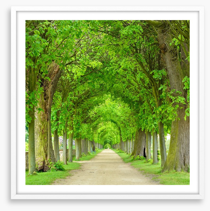 Green tree tunnel