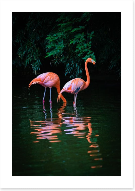 Flamingo reflections